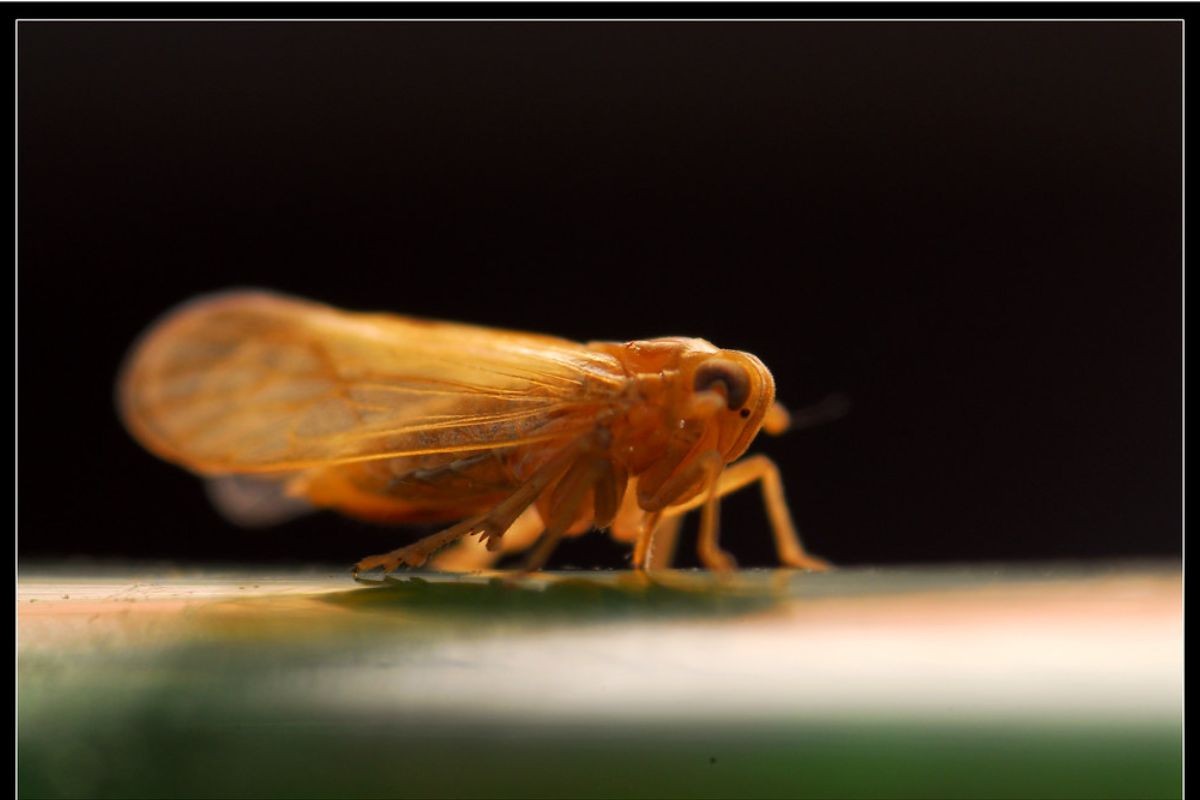 Con thiêu thân là gì? Đây là một loại côn trùng có cánh với kích thước nhỏ