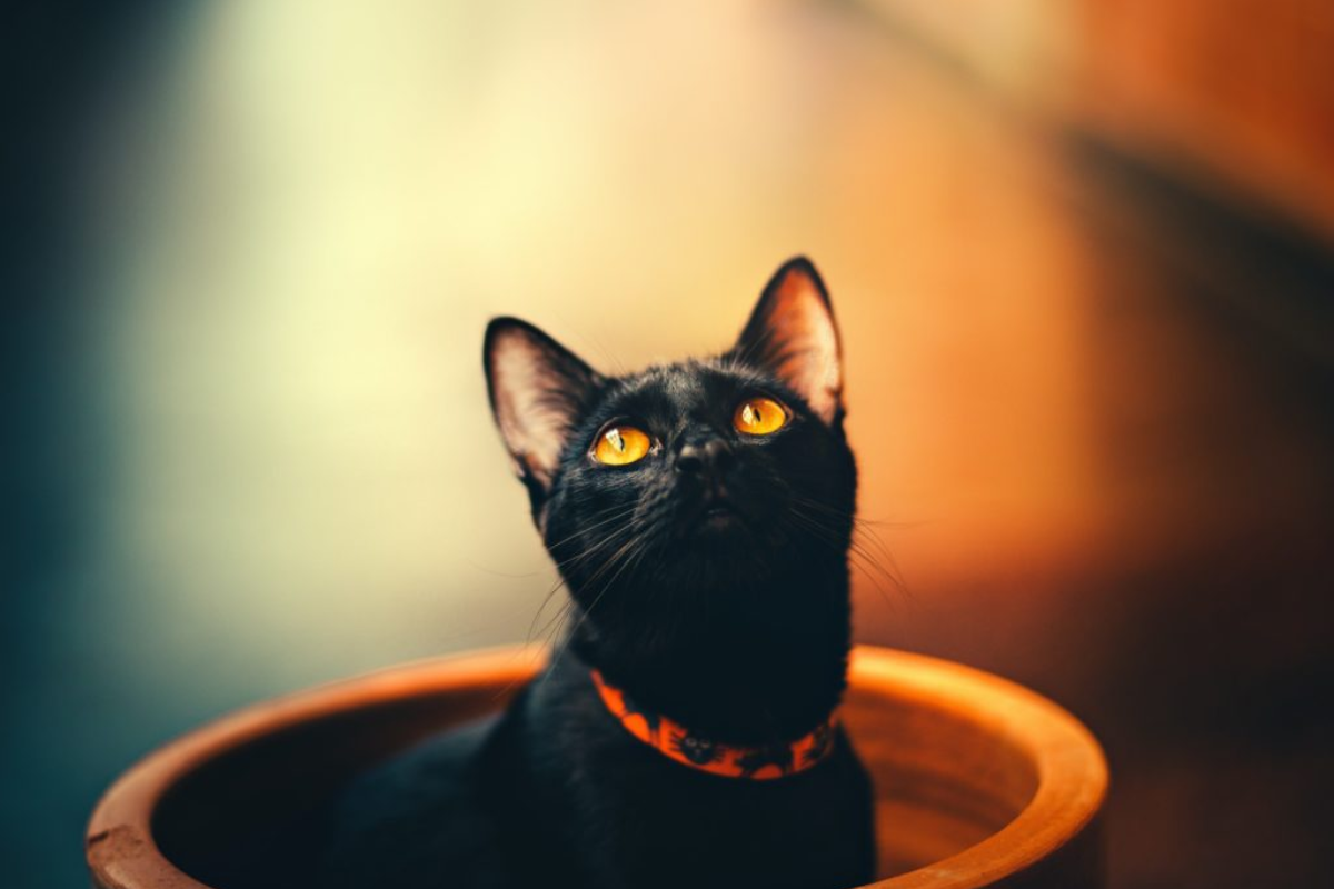 Mèo đen thường bị coi là không may mắn nhưng nhau mèo đen mang ý nghĩa ngược lại