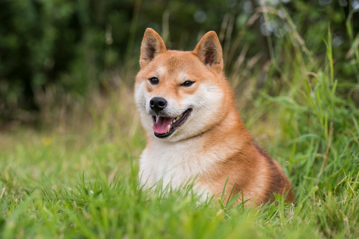 Chó Shiba là giống chó nhỏ bé có nguồn gốc từ Nhật Bản