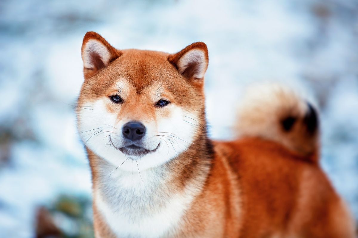 Chó Shinshu Shiba có giá dao động từ 3.000 - 5000 USD