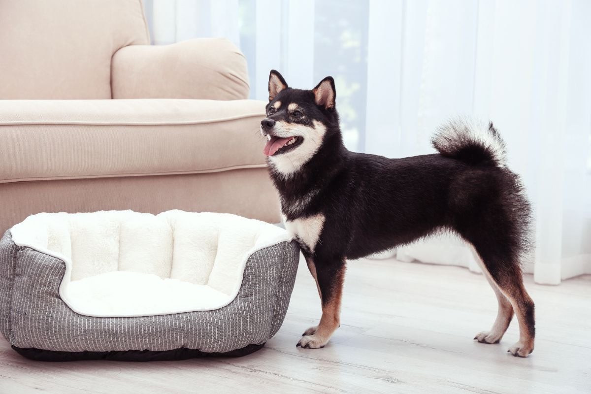 San’in Shiba có giá từ 2.500 - 4.500 USD là đáp án cho câu hỏi chó Shiba giá bao nhiêu
