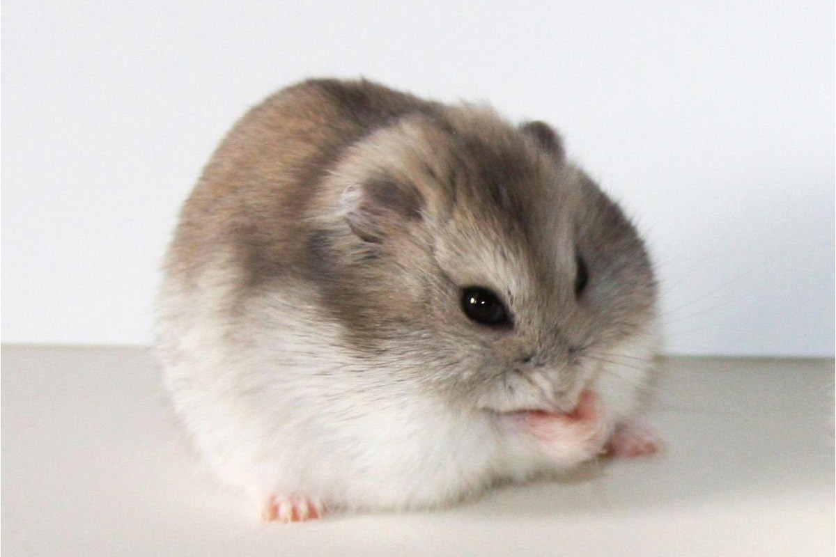 Chuột Hamster khá được yêu thích nhờ vẻ ngoài nhỏ nhắn, đáng yêu