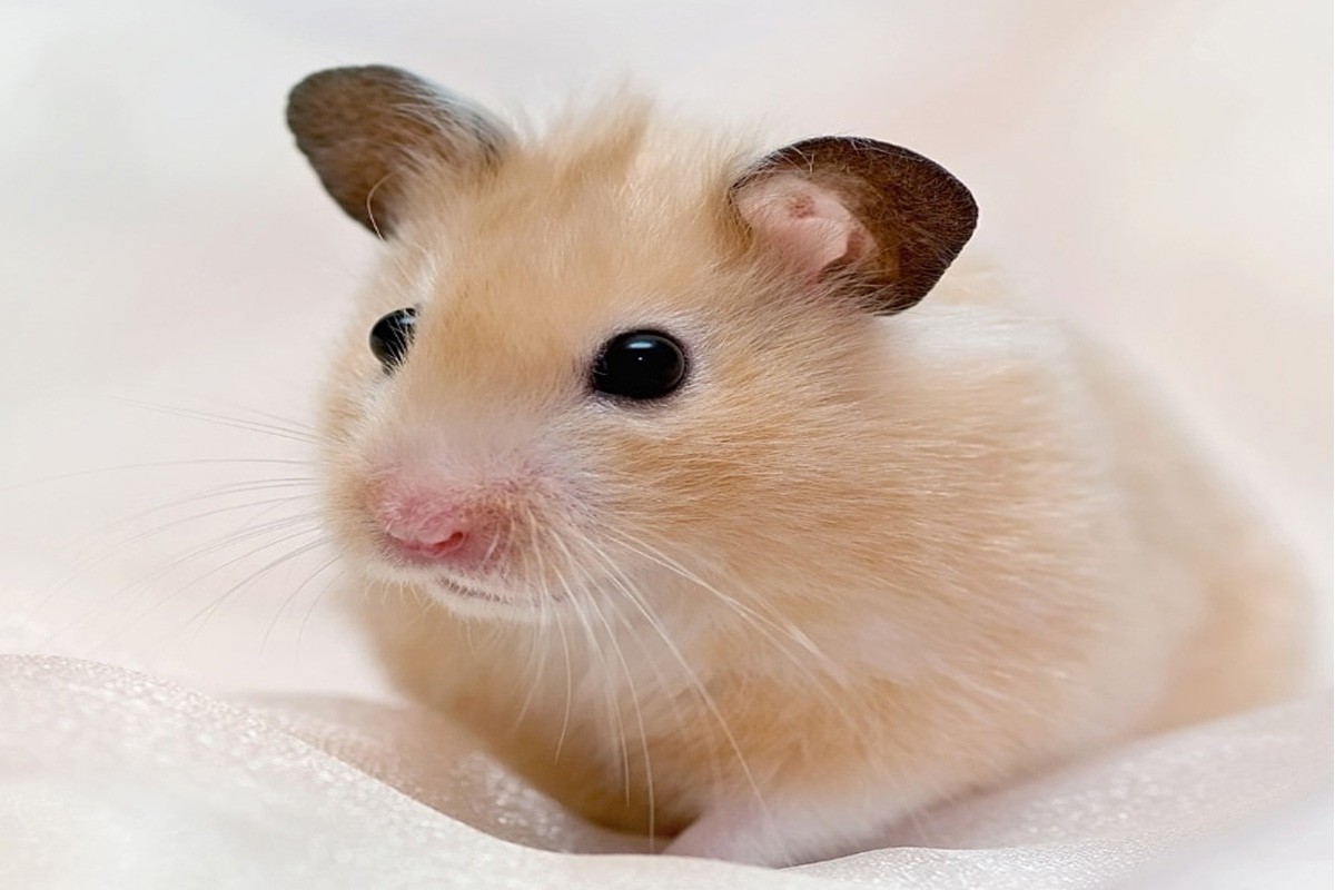 Chuột Hamster Bear thường có kích cỡ lớn hơn so với các loài khác