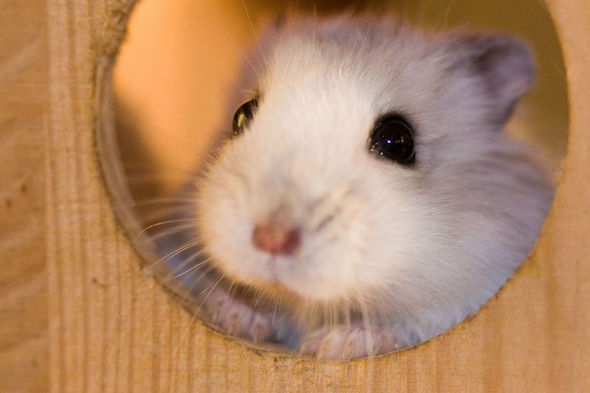 Chuột Hamster giá thường rơi vào khoảng 100.000 đồng/bé đến 150.000 đồng/bé đối với loài Campell
