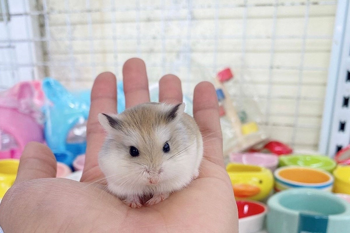 Chuột Hamster Robo thường có kích thước tương đối nhỏ