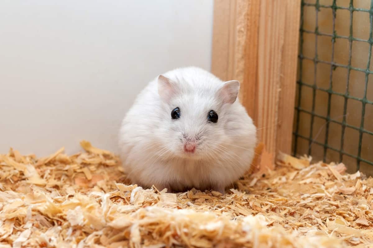Những chú chuột Hamster khỏe mạnh thường có đôi mắt sáng, tai sạch, chân khô