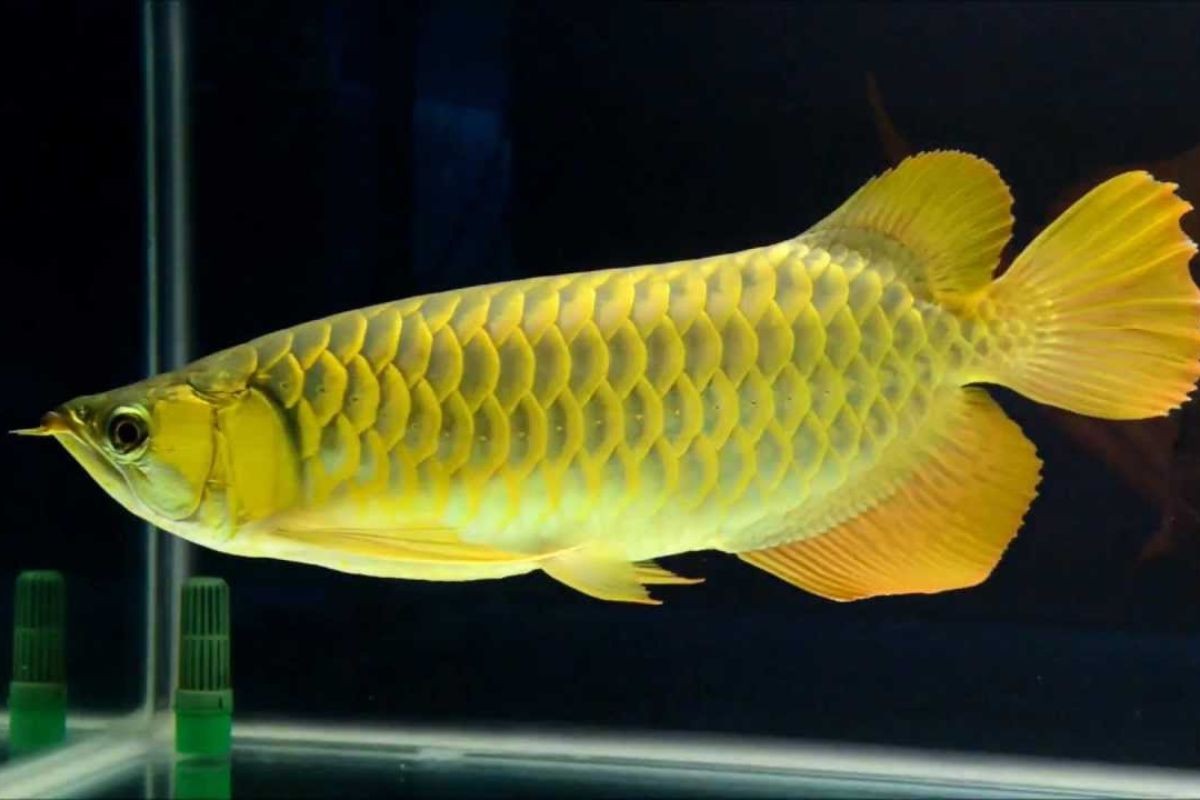 Cá rồng Kim Long với vẻ đẹp lộng lẫy của những tia sáng vàng rực rỡ trên thân cá