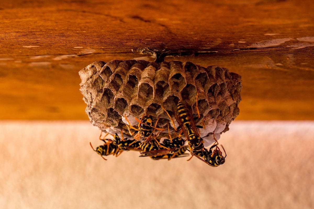 Bạn nên vệ sinh không gian sống để tránh bị ong làm tổ
