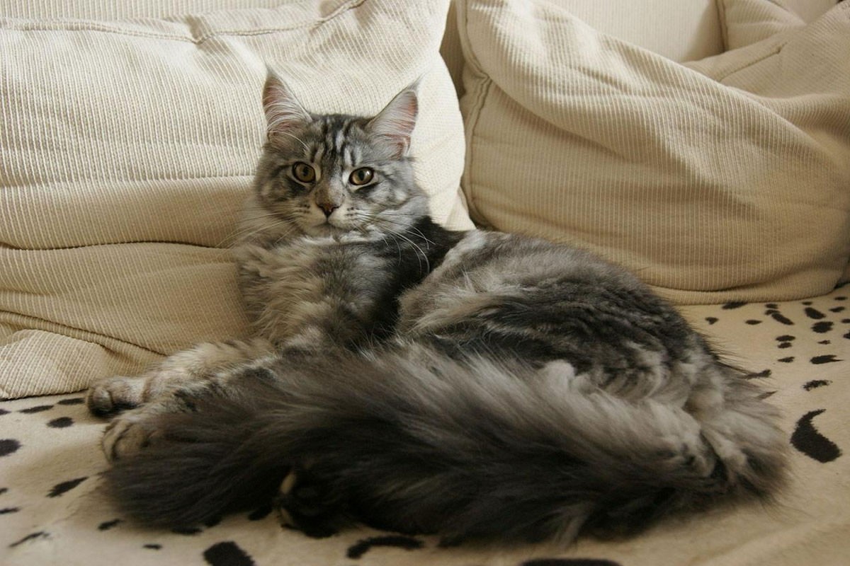 Mèo Maine Coon giá nằm trong khoảng từ 3.000.000 - 49.000.000 đồng