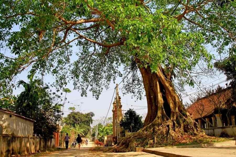 Cây đa vốn là một loại cây linh thiêng thường được trồng ở đầu làng, miếu, đền, chùa