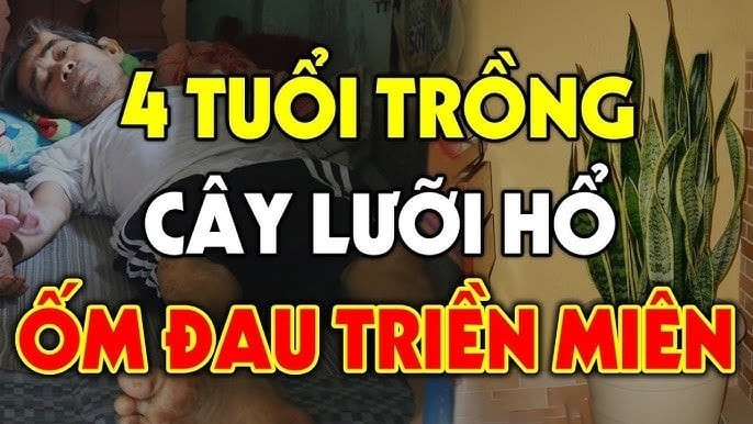 Cây lưỡi hổ xanh kỵ với mệnh Mộc.