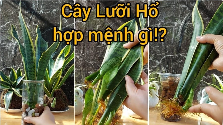 Cây lưỡi hổ hợp phong thủy nhưng 2 tuổi này trồng là rất kị, của cải trôi sông