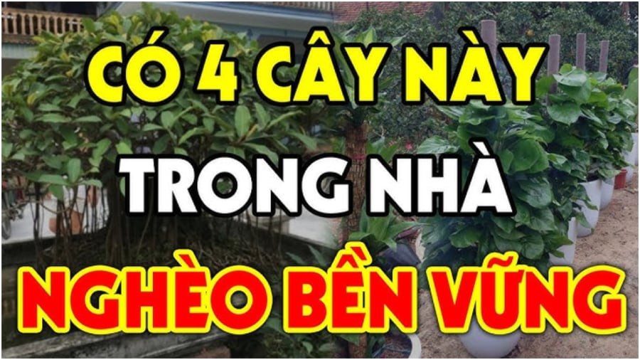 Những loại cây hút âm khí nên tránh