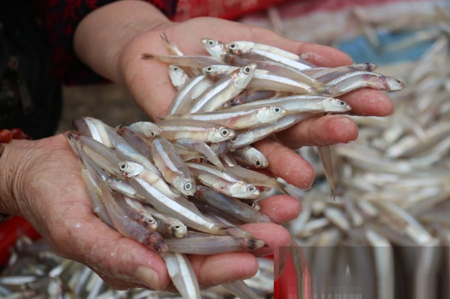 Cá cơm là loại cá tự nhiên không nuôi nhân tạo, nhiều chất dinh dưỡng