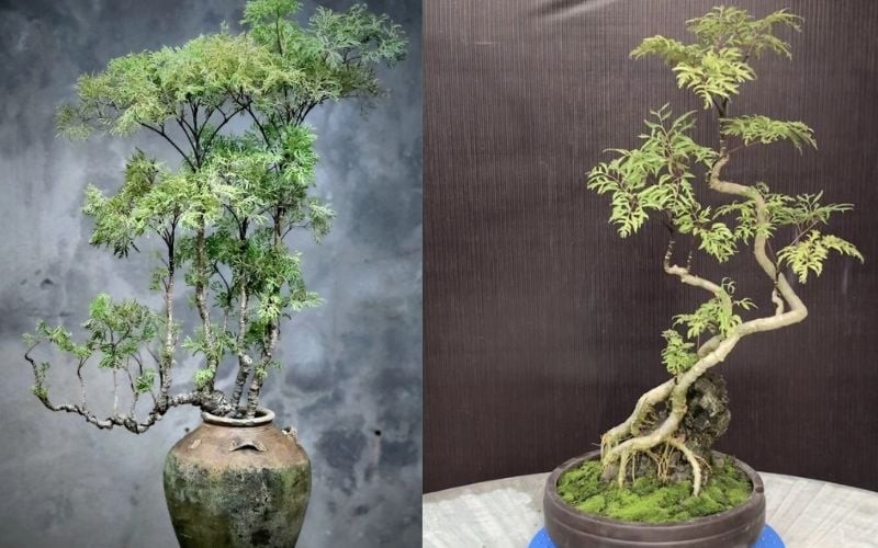 dinh-lang-bonsai-8