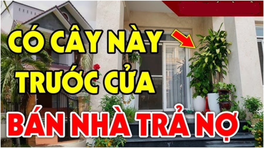 4 loại cây tránh trồng trước nhà kẻo ly tan lụi bại