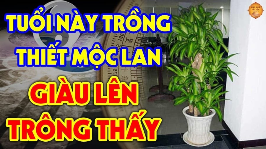 2 mệnh hợp trồng Thiết Mộc Lan, có 1 cây trong nhà gia chủ làm ăn phát đạt, Tiền đẻ ra Tiền là mệnh Mộc và mệnh Hỏa