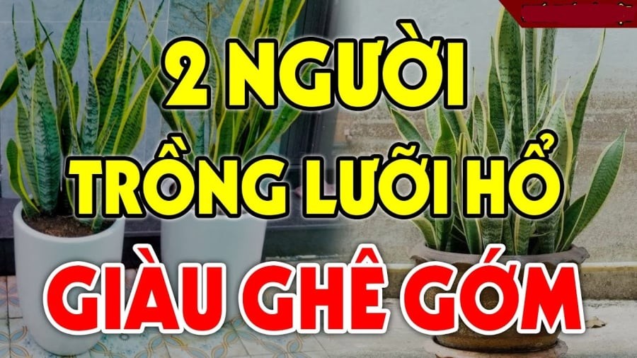 Tuổi nào trồng cây lưỡi hổ hút lộc