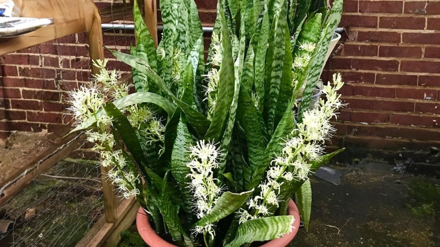 Cây lưỡi hổ hiếm khi nở hoa