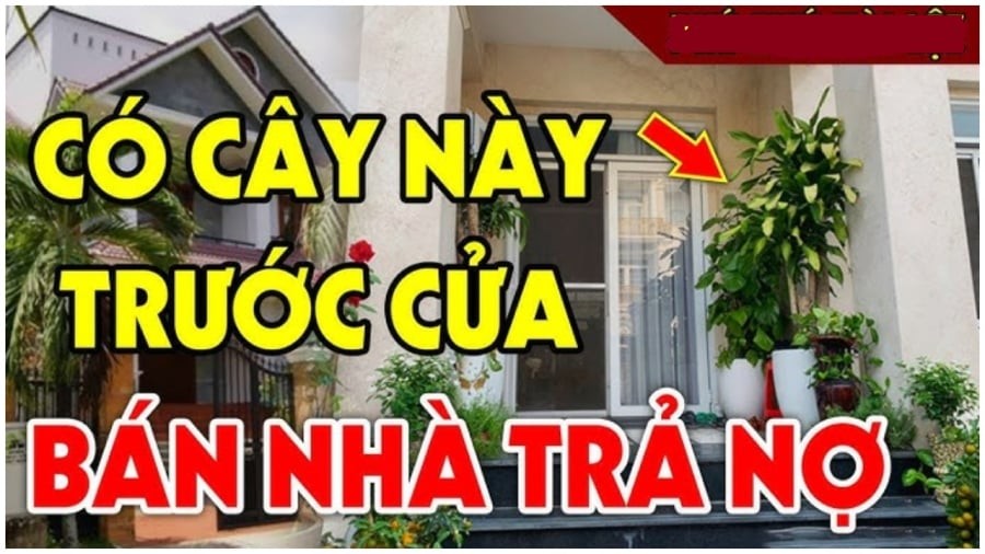 Cây trồng tán lộc