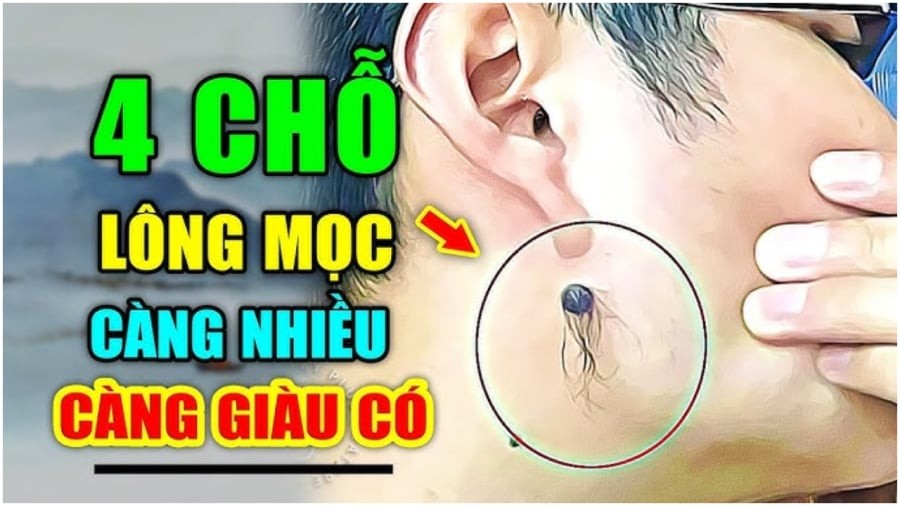 Vị trí nào mộc lông báo điềm lành đang tới