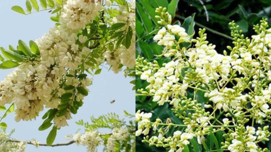 Hoa hòe vừa làm cảnh vừa làm thuốc