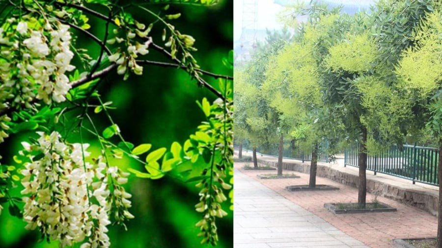 Hoa hòe cần trồng đúng vị trí, trồng sai lại gây phản phong thủy