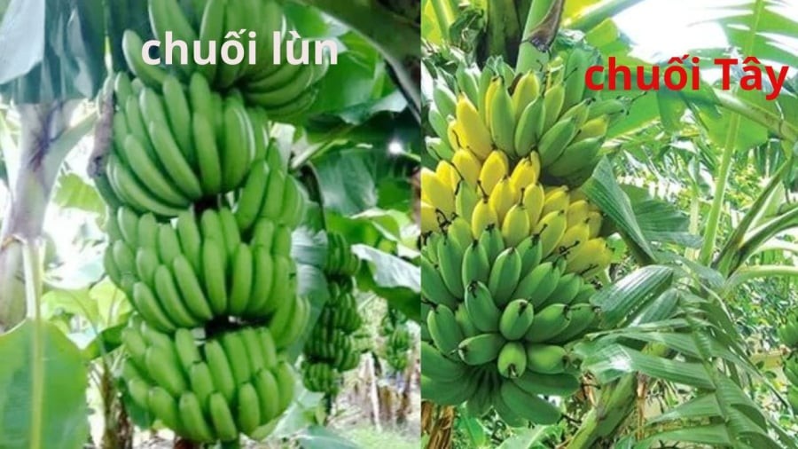 Khi thắp hương nên chú ý chọn nải chuối, loại chuối, độ chín của chuối