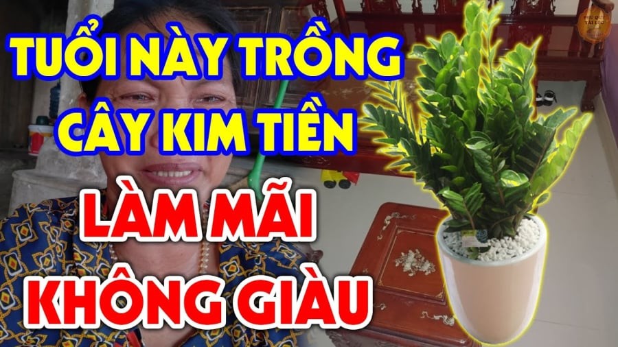 Người thuộc mệnh nào không nên trồng kim tiền