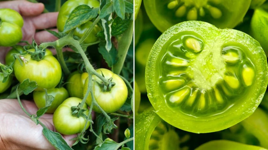 Chúng ta không nên ăn cà chua khi còn xanh. 