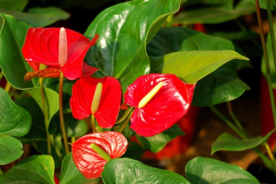 Hoa tiểu hồng môn