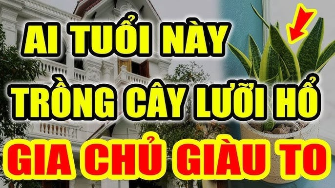 Người tuổi nào nên trồng cây lưỡi hổ