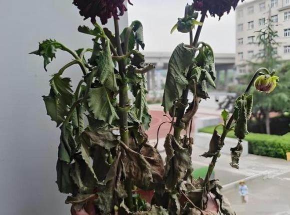 Nhiều người thích trồng cây cảnh trong nhà, bởi không chỉ giúp thanh lọc không khí mà còn mang lại cảm giác thư thái, dễ chịu.