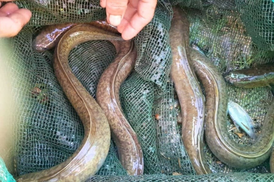 Cá chình suối là loại cá đánh bắt tự nhiên, khó mà nuôi nhân tạo, đi chợ thấy đừng tiếc tiền mua