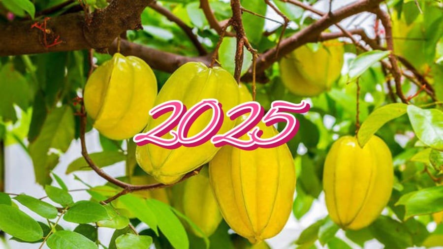 Năm 2025 rất tốt khi trồng cây khế