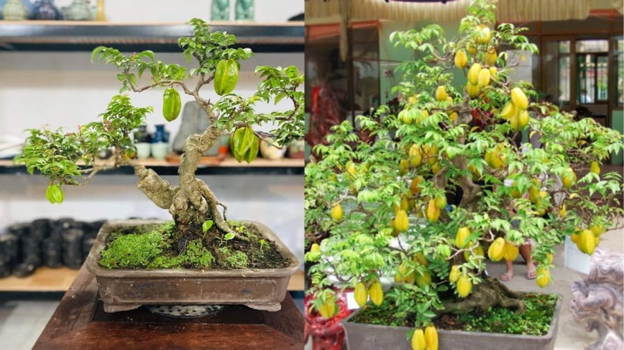Trồng cây khế thu hút tài lộc giàu có