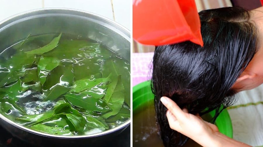 Gội đầu bằng lá chè xanh mang lại nhiều tác dụng