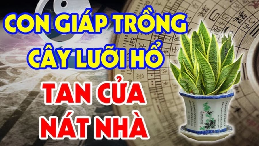 Trồng lưỡi hổ trong nhà tốt cho phong thuỷ nhưng 2 tuổi vướng đại kị, cố trồng của cải trôi sông