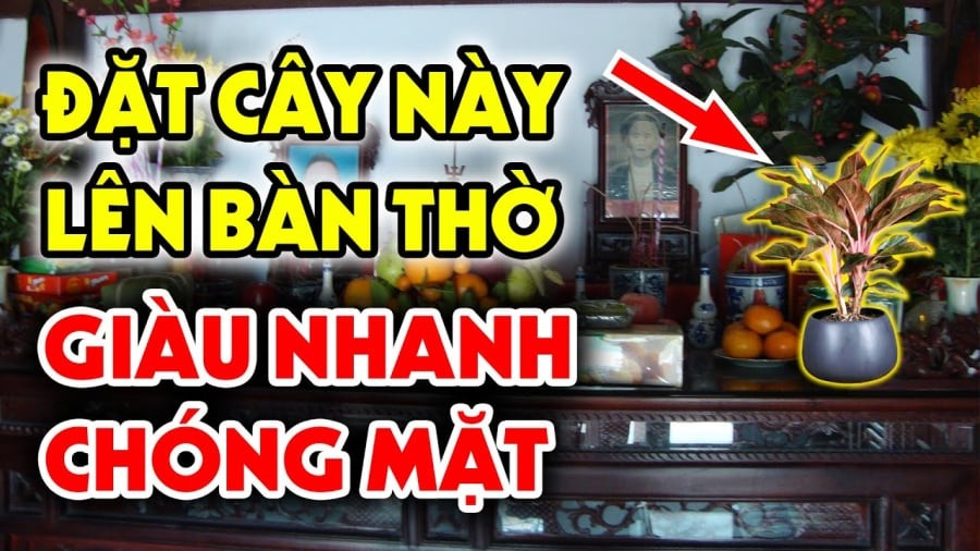 Cây kim tiền đặt lên bàn thờ may mắn giàu có