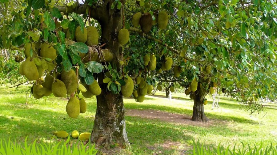 Quả mít, sầu riêng nhiều gai nhọn, mùi nồng không nên thắp hương