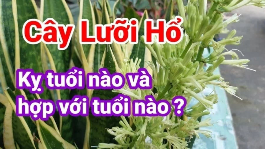 2 tuổi trồng lưỡi hổ là rất kị, của cải trôi sông, lộc bay đi hết
