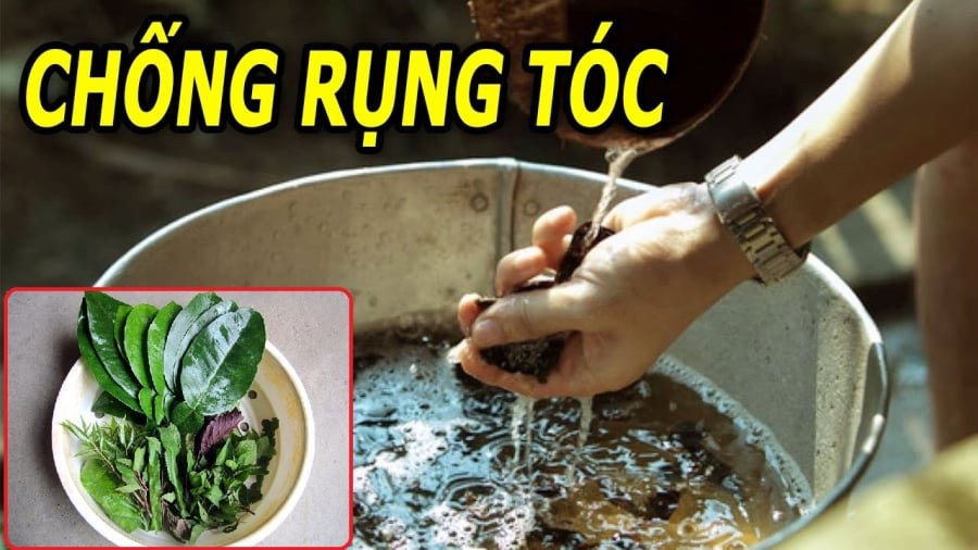 Đun nắm lá này rồi thả vào chậu nước gội đầu, tóc con mọc tua tủa, sạch hết cả gàu