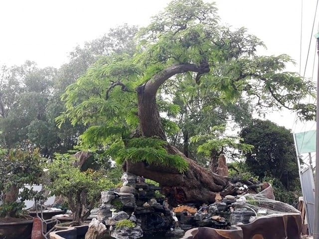 Hiện nay, bonsai me ngày càng phổ biến trong cộng đồng yêu cây cảnh