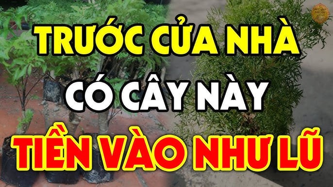 Cây chiêu tài dụ lộc