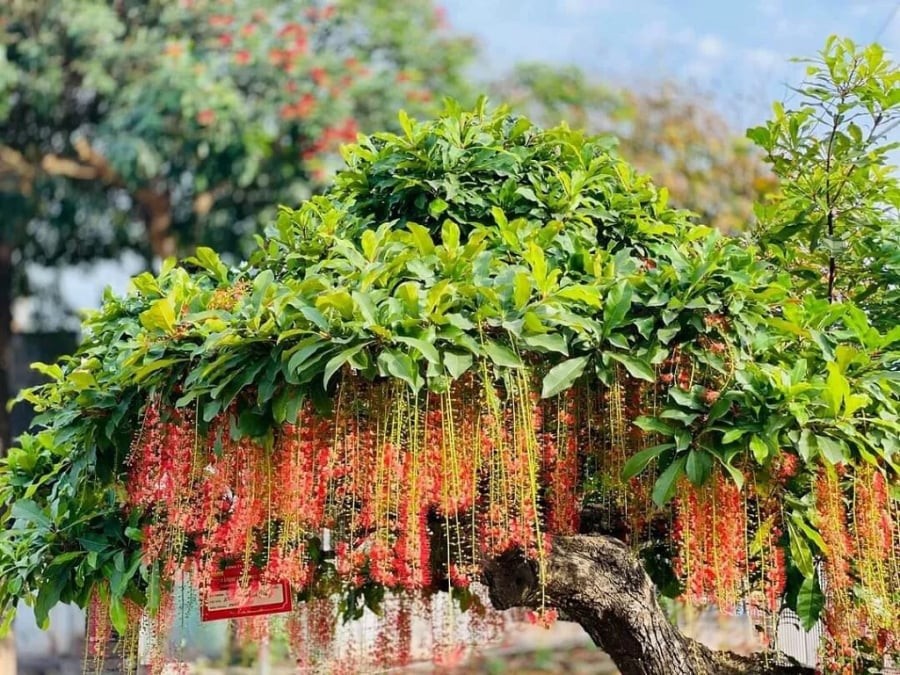 Cây lộc vừng là một trong những loại cây phong thủy được ưa chuộng bởi cái tên mang ý nghĩa may mắn.