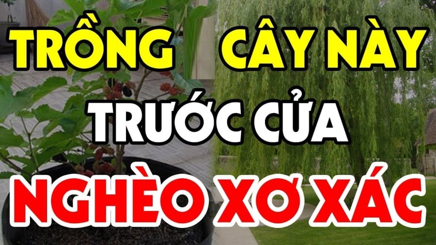 3 cây âm mọc lên trước cửa, tiền nhiều cũng mất sạch, 'cây âm' là cây gì?