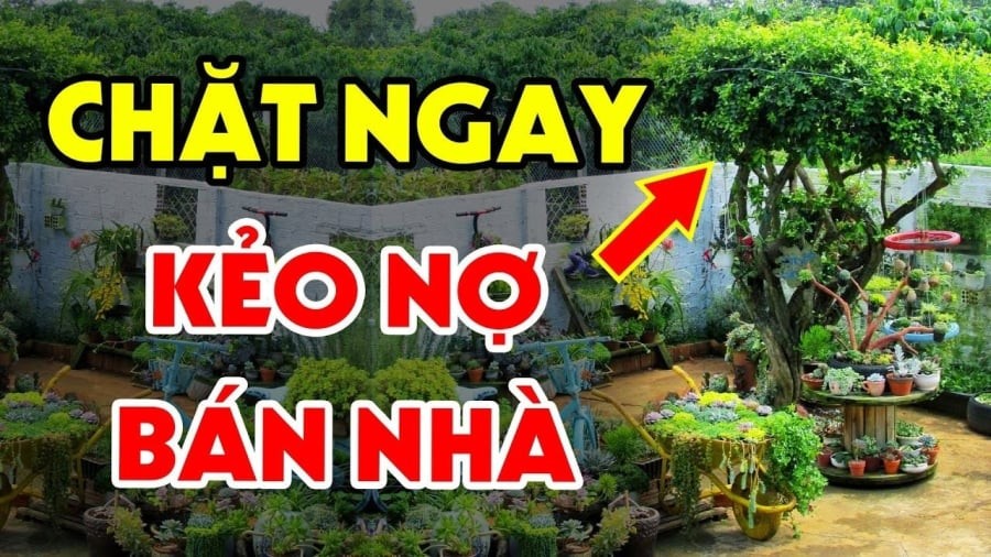 3 cây âm mọc lên trước cửa, tiền nhiều cũng mất sạch, 'cây âm' là cây gì?