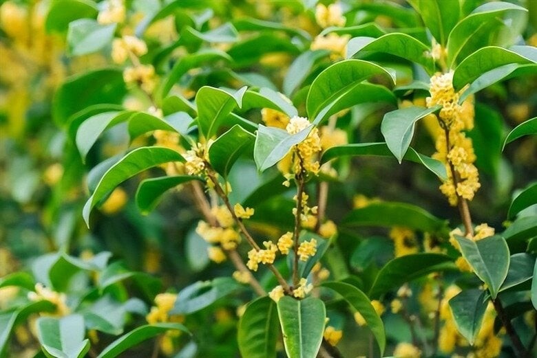 Cây mộc hương là loại cây gỗ lâu năm, có tốc độ sinh trưởng nhanh và có thể đạt chiều cao từ 3 đến 8 mét, thậm chí một số giống có thể cao hơn 18 mét.