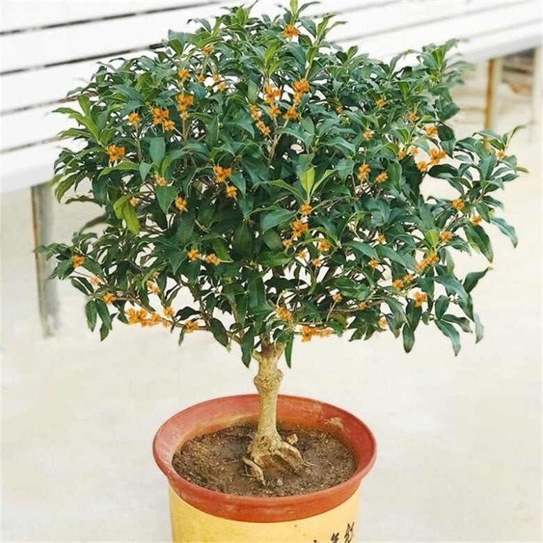 Trong môi trường đô thị, diện tích sân vườn ngày càng thu hẹp, khiến việc trồng cây lớn như mộc hương ngay trước nhà trở thành một rủi ro.