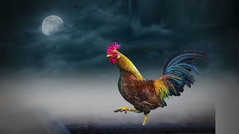 Ở nông thôn xưa, nhà nào cũng nuôi gà nên việc gà gáy là chuyện bình thường nhưng gà ngủ vào ban đêm nên nửa đêm có tiếng gà gáy lại là điều hiếm gặp và người xưa cho rằng đó là bất thường, xui xẻo.

